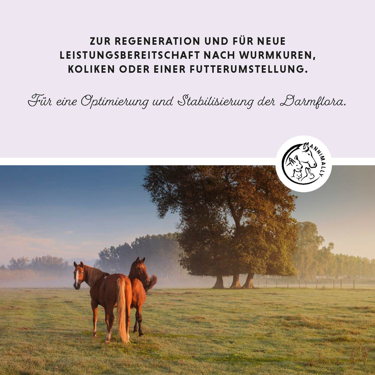 Colon Vital Pulver für eine gesunde Darmflora – Futterzusatz für Pferde