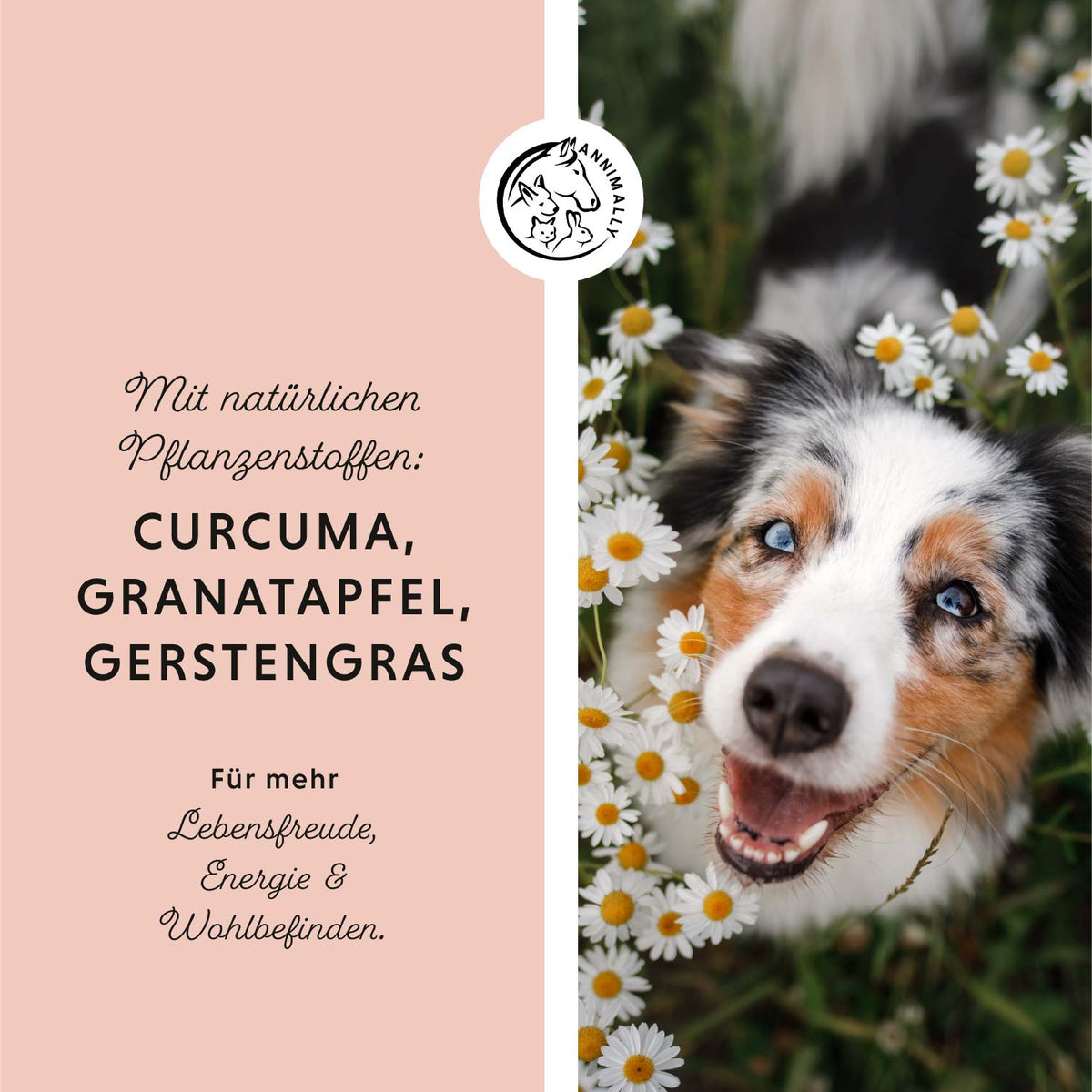 Dog's Daily – Futterergänzung für die tägliche Versorgung | Annimally