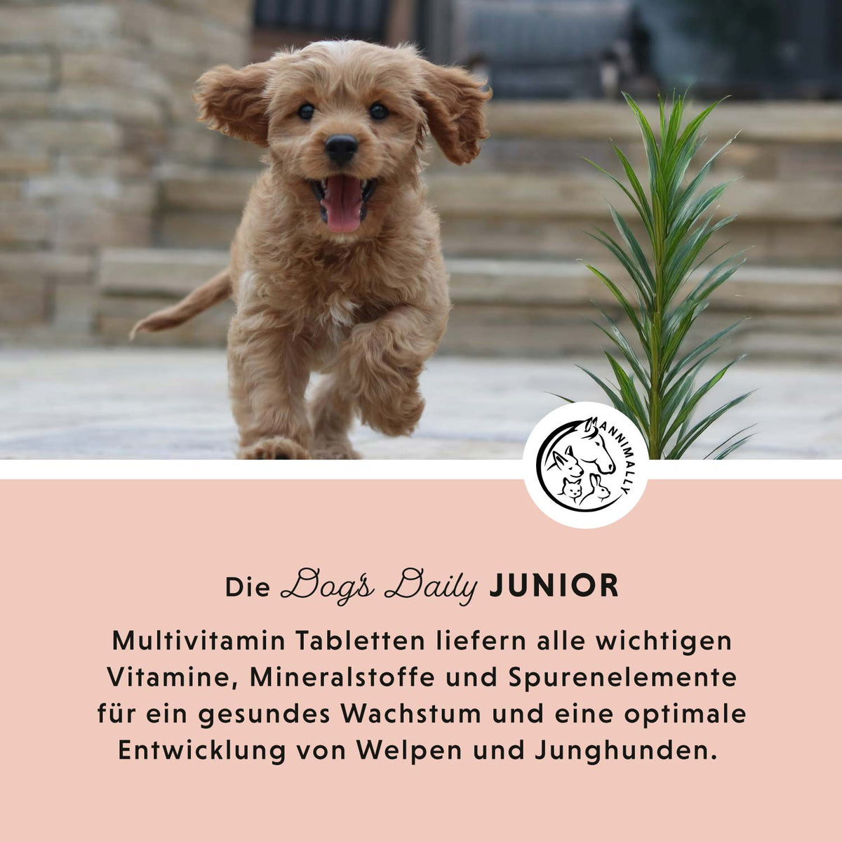 Dog‘s Daily Junior für Welpen & Junghunde – Futterzusatz für Hunde