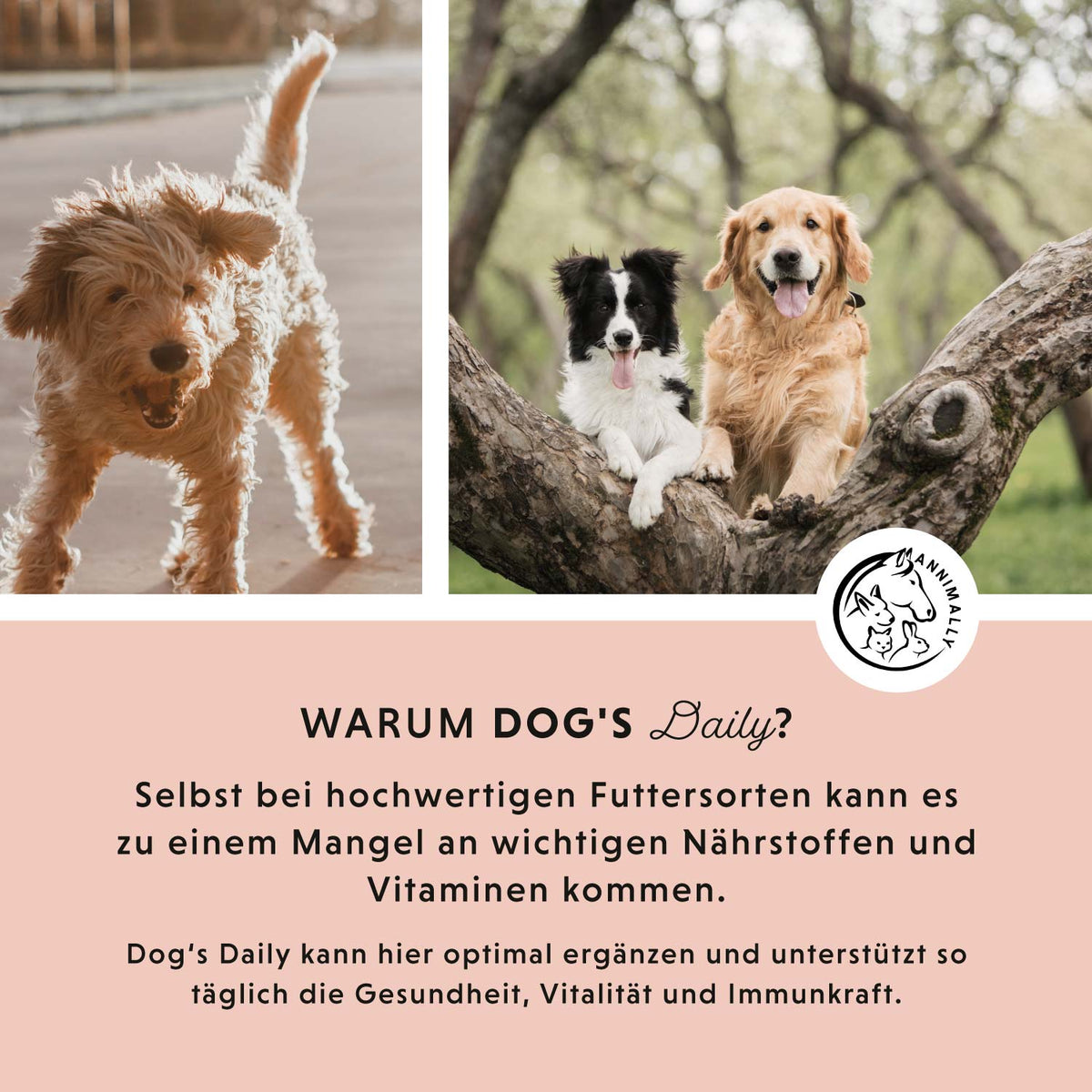 Dog's Daily für die tägliche Versorgung – Futtertopping für Hunde