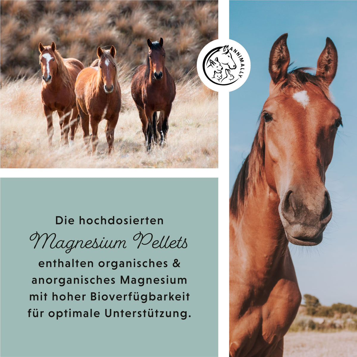 Futterzusatz für Pferde: Magnesium Pellets für Nerven & Muskeln
