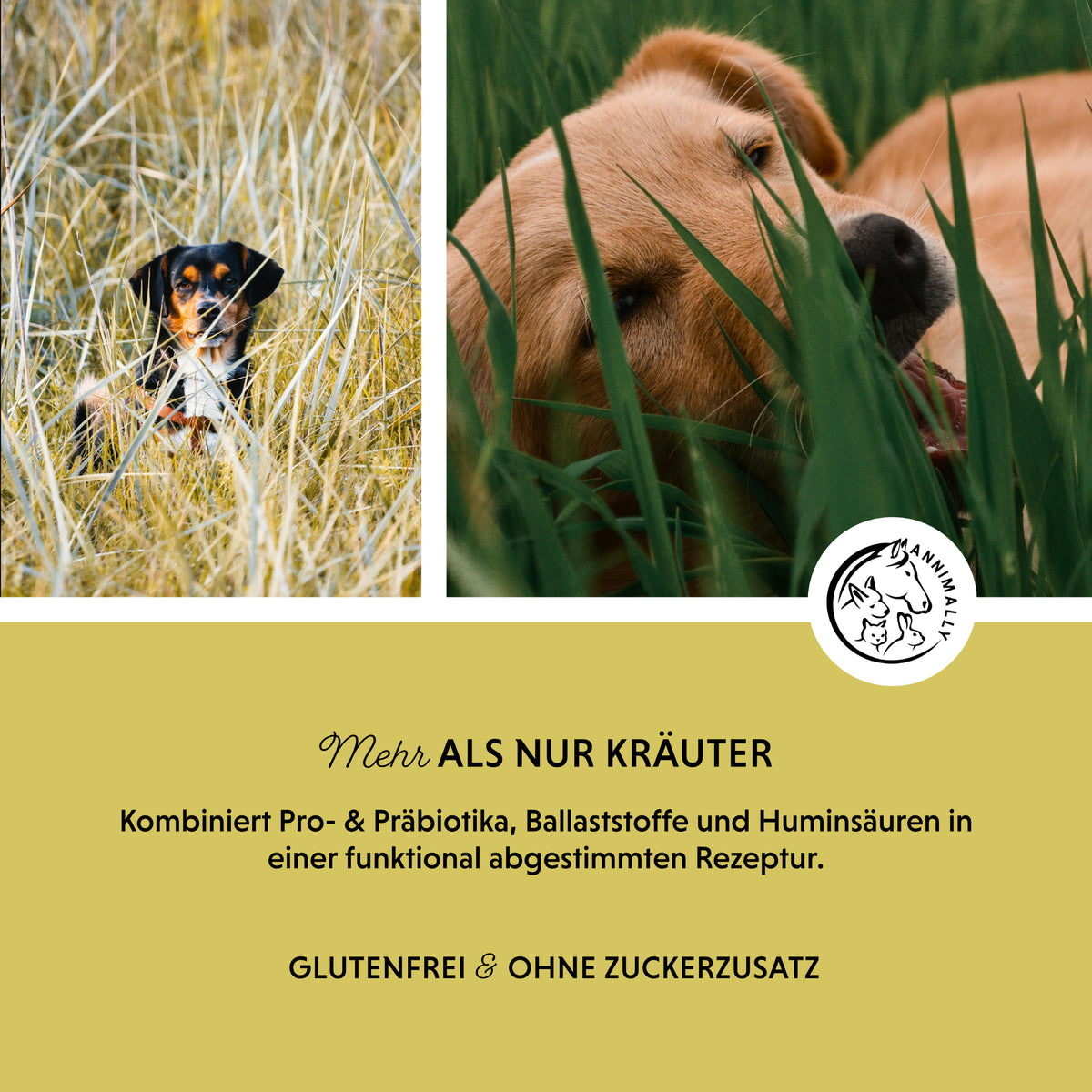 Gras- & Kotfresser Tabletten von Annimally – Nahrungsergänzungsmittel für Hunde
