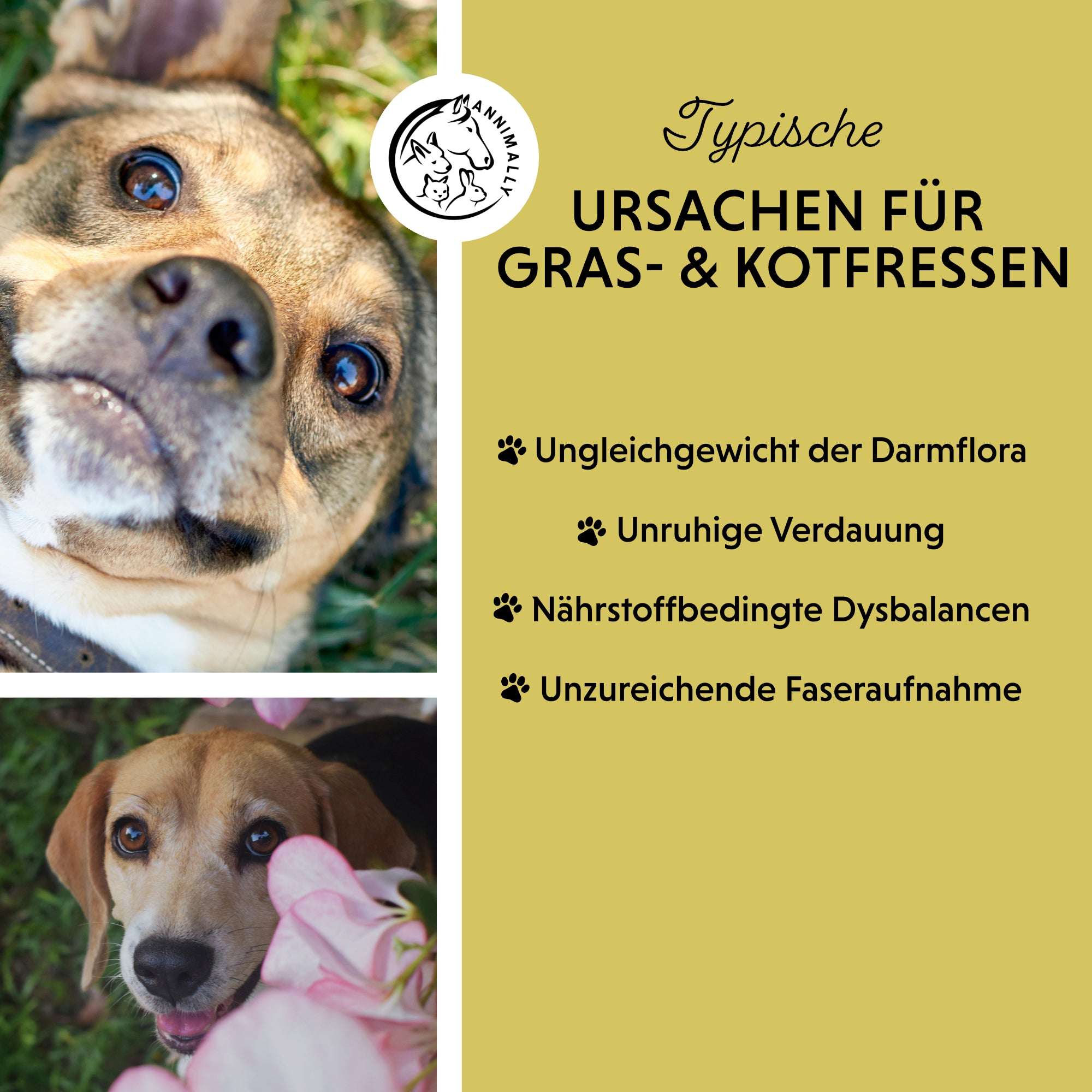 Gras- & Kotfresser Tabletten