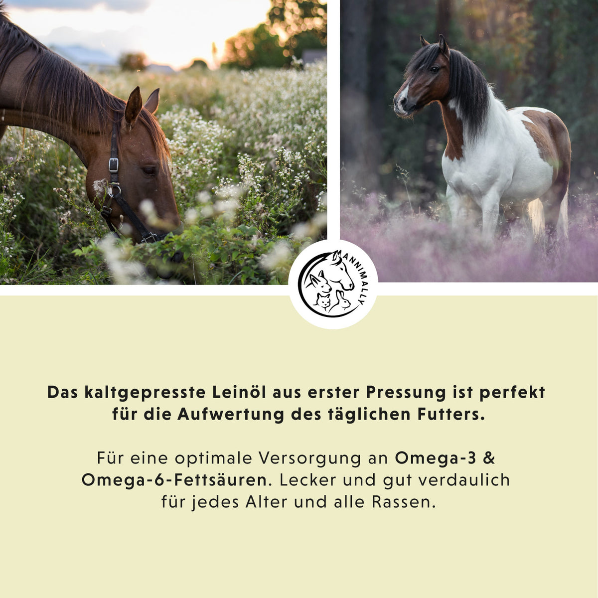 Leinöl 5 L kaltgepresst mit Omega-3 – Futterzusatz für Pferde