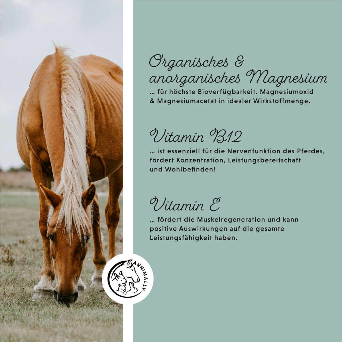 Magnesium Pellets für Nerven & Muskeln – Futtertopping für Pferde – Dosierung