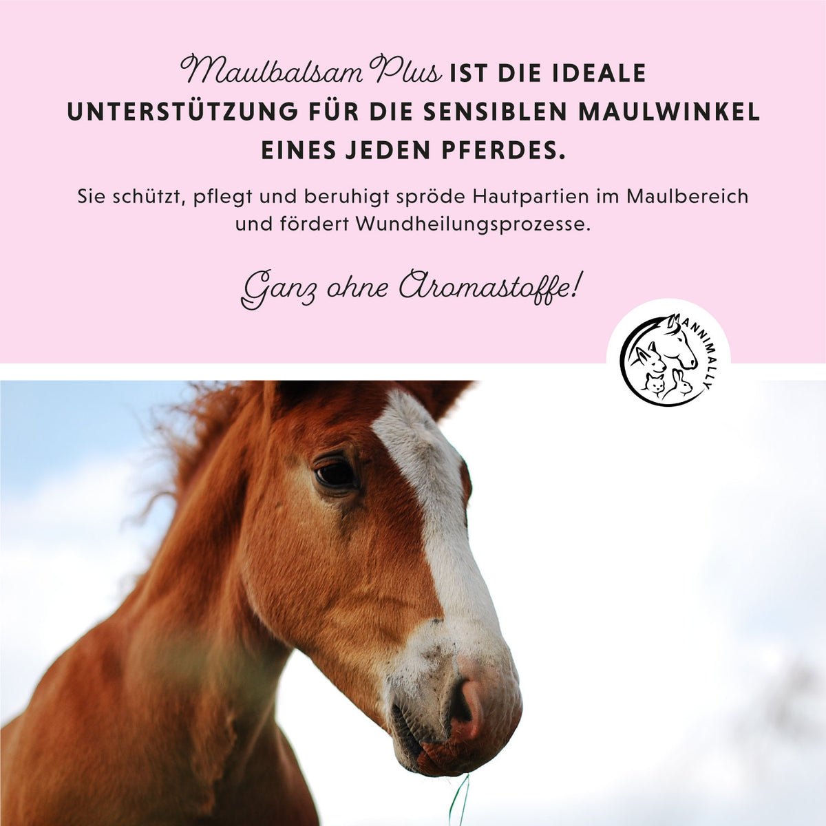 Maulbalsam Plus für gepflegte Maulwinkel – Tierpflege für Pferde