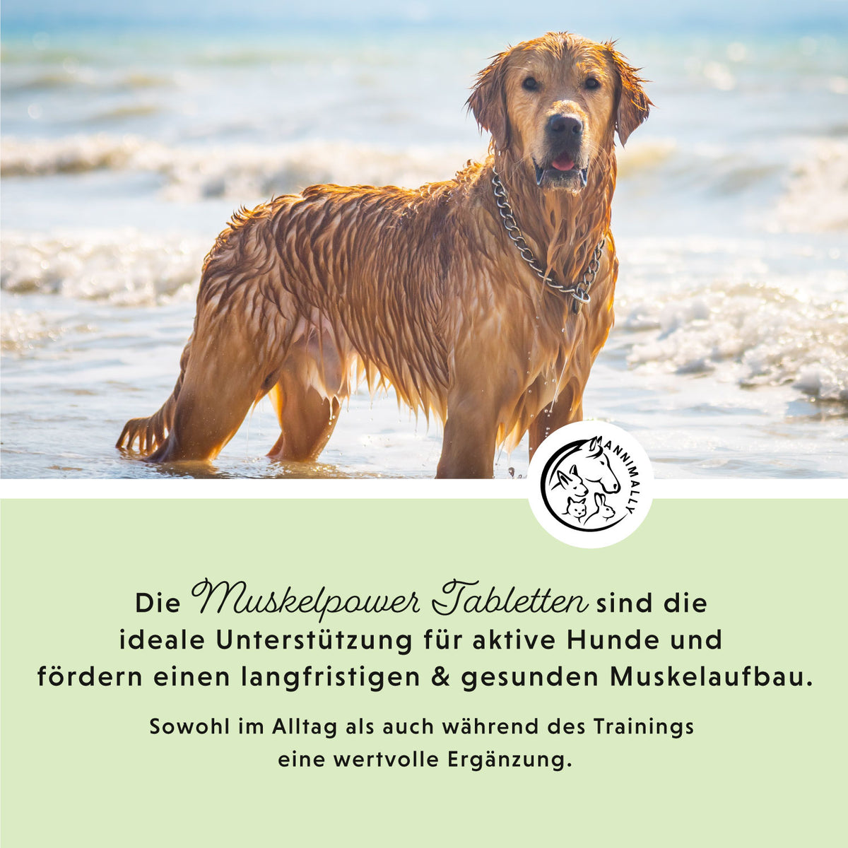 Muskelpower Tabletten – Futterzusatz für Hunde