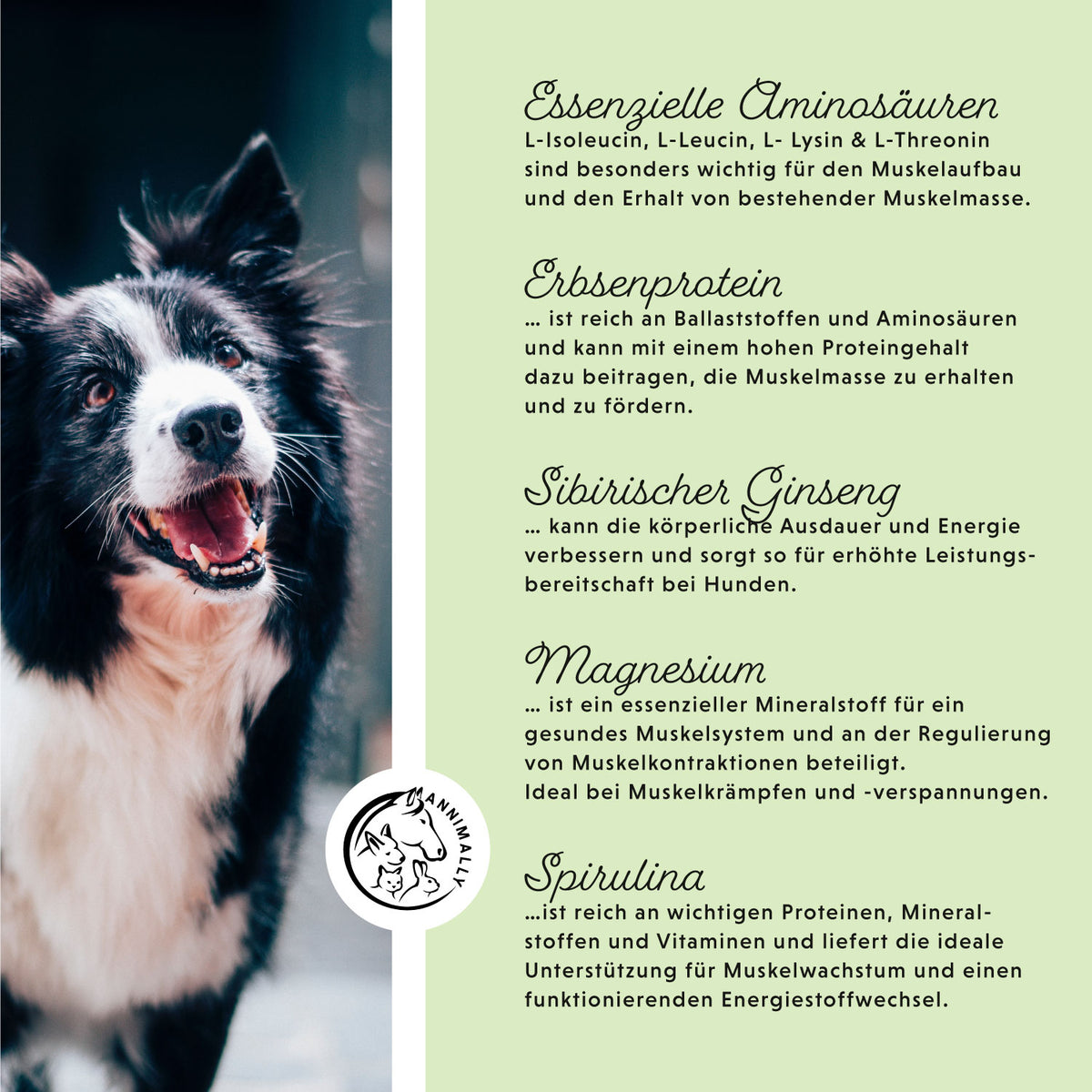 Nahrungsergänzungsmittel für Hunde: Muskelpower Tabletten