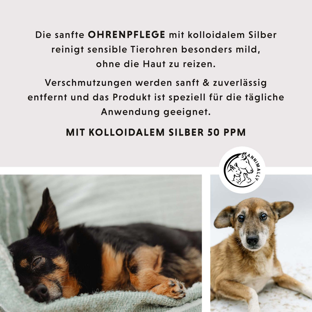 Ohrenpflege mit kolloidalem Silber 50 ppm – Tierpflege für Hunde