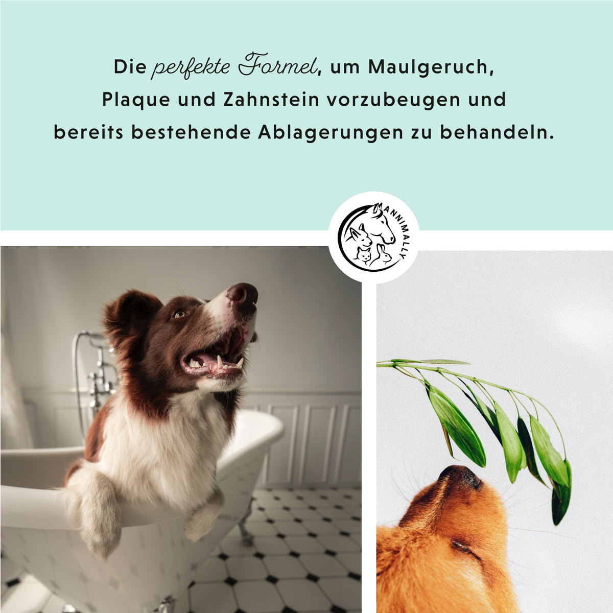 Oral Vital Spray für Hunde – natürliche Pflege für gesunde Zähne & frischen Atem | Annimally