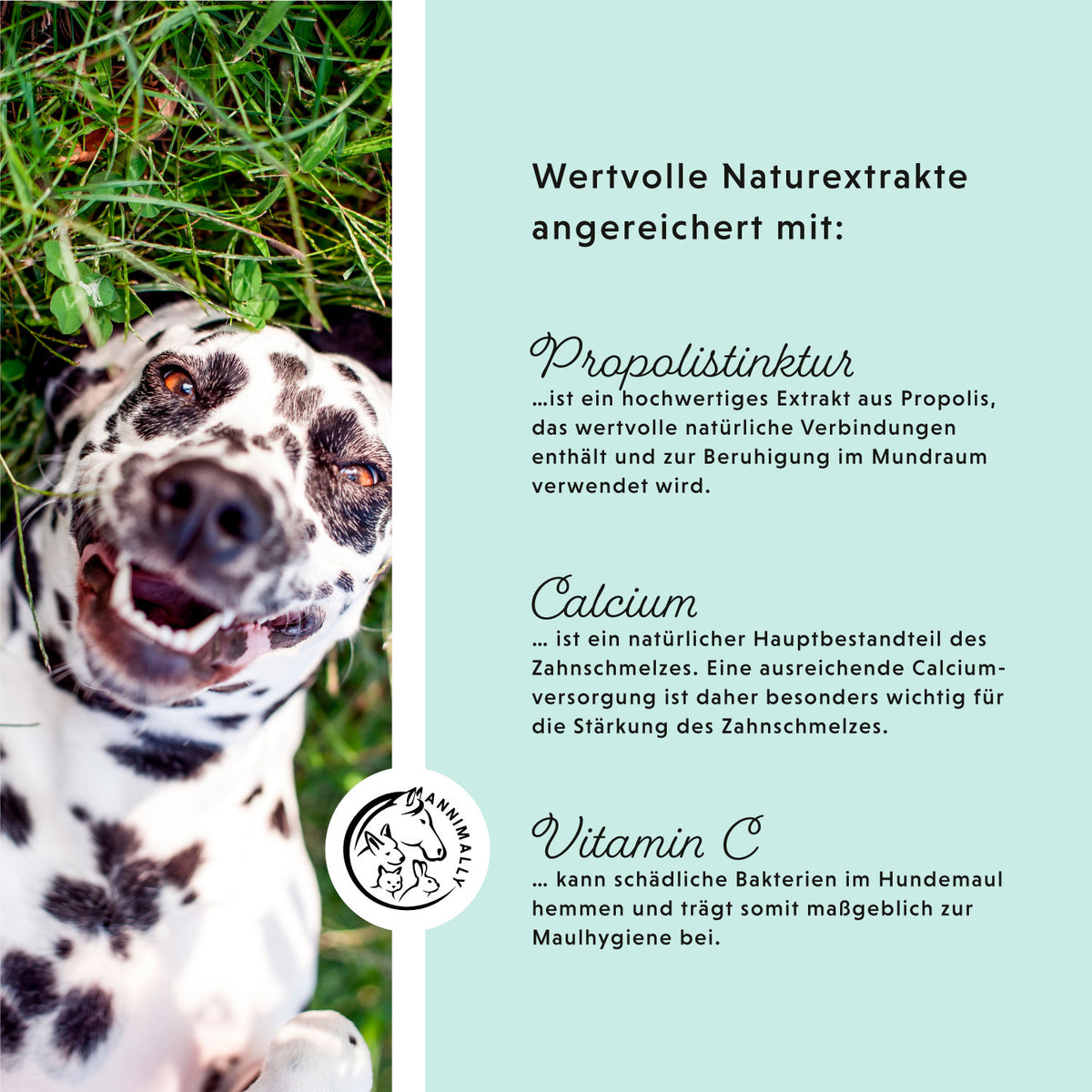 Oral Vital Spray für Hunde – Tierpflege für gesunde Zähne & frischen Atem | Annimally