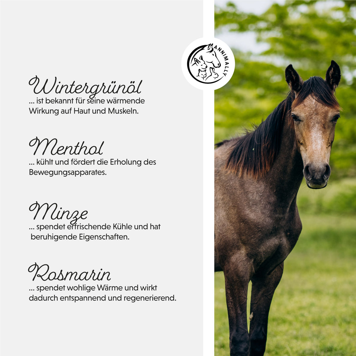 Pferdesalbe – Tierpflege für Muskeln, Sehnen & Gelenke | Annimally