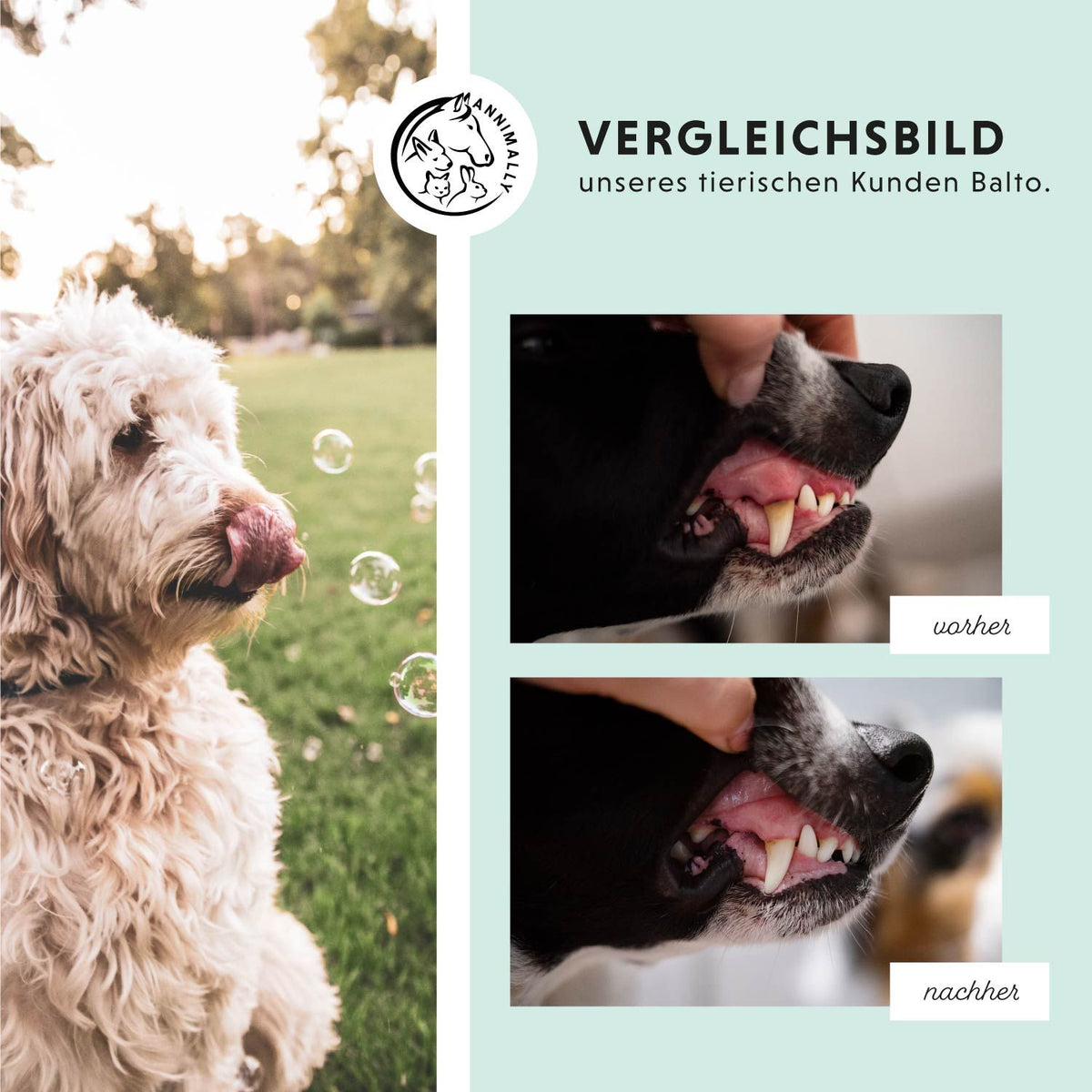 Set mit Nahrungsergänzungsmitteln für Hunde & Katzen: Bestseller-Box mit den beliebtesten Produkten