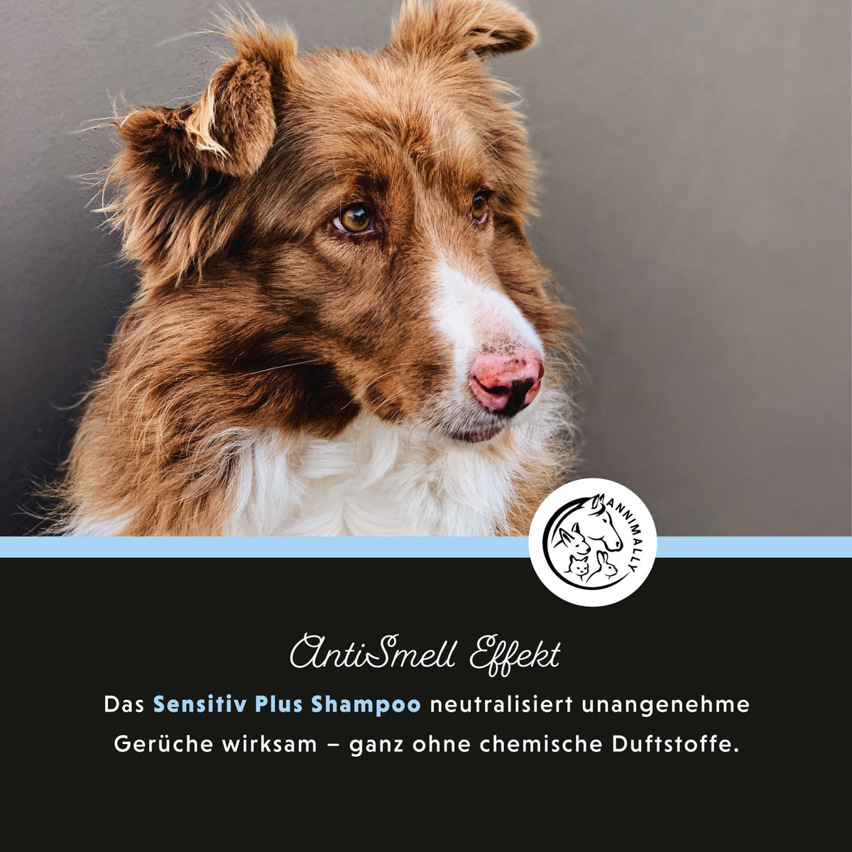 Tierpflege für Hunde: Sensitiv Plus Shampoo für empfindliche Haut