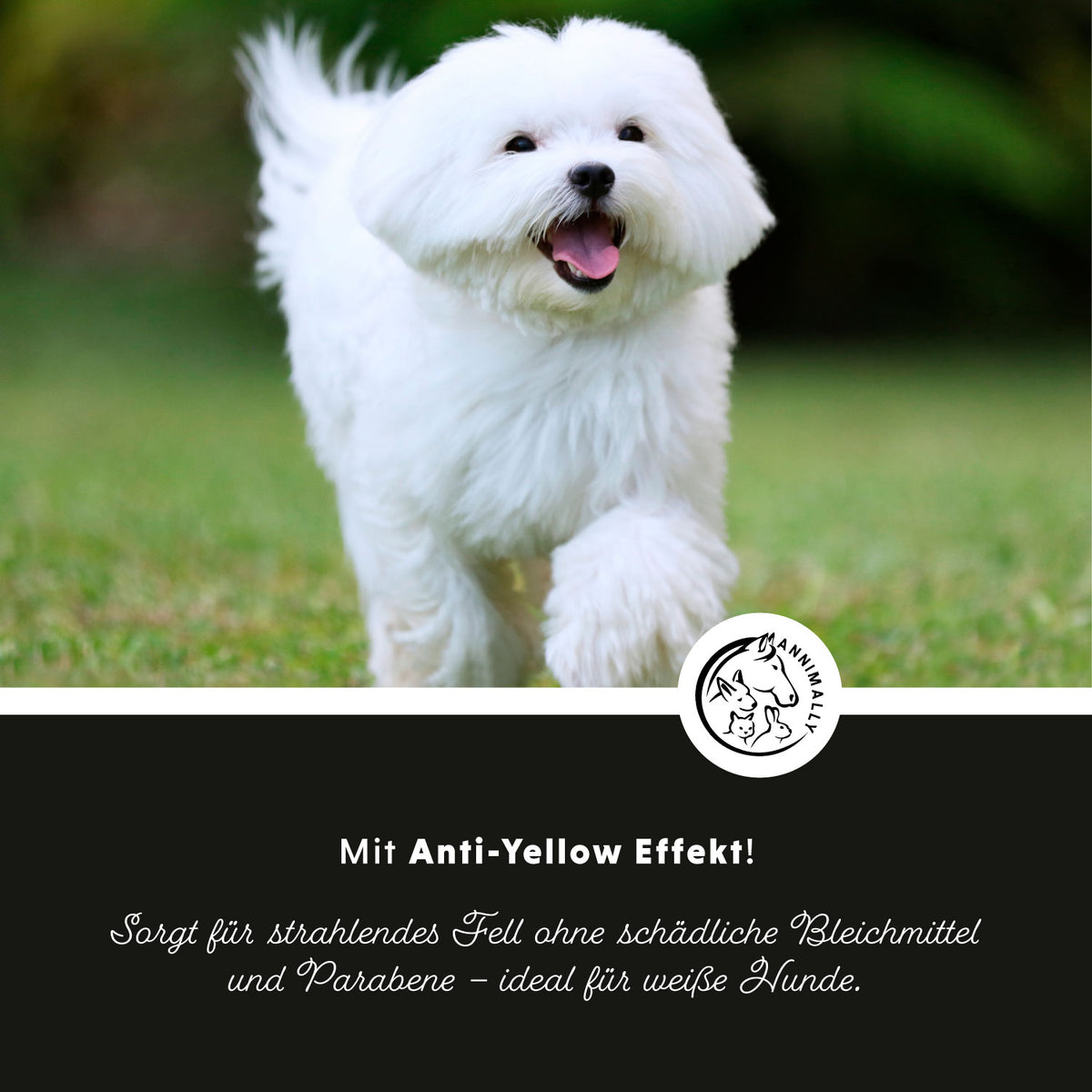 Tierpflege für Hunde: White Plus Leave-In Spray für weißes & helles Fell