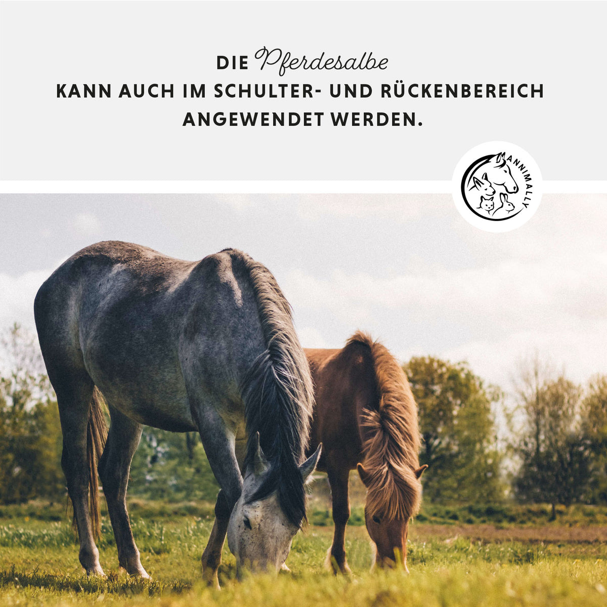 Tierpflege für Pferde: Pferdesalbe für Muskeln, Sehnen & Gelenke