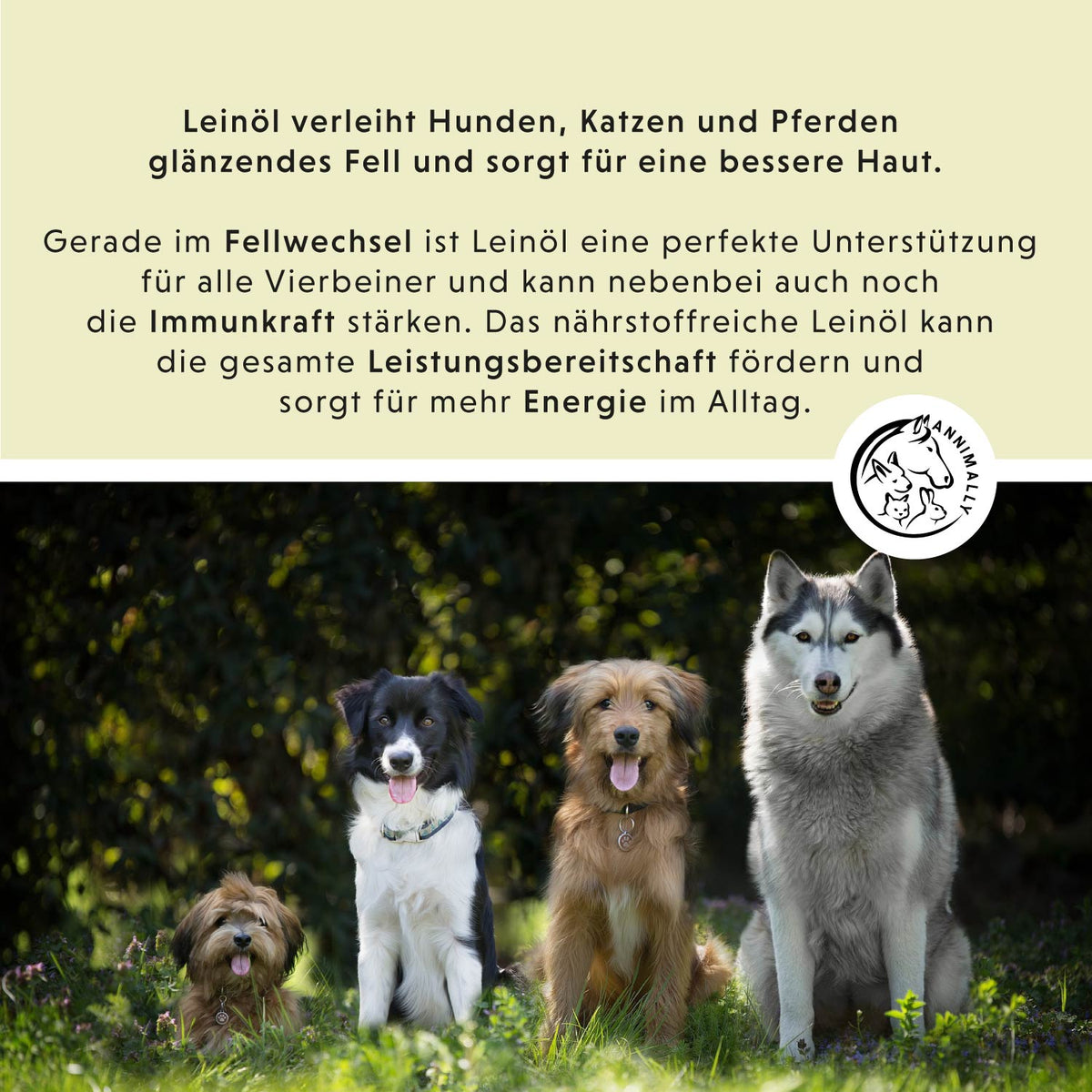 Box mit Futtertoppings für Hunde: Welpen-Box für die gesunde Entwicklung