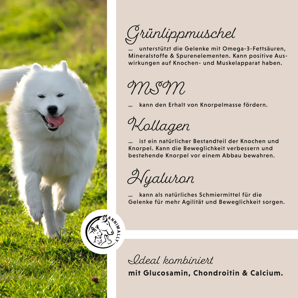 Gelenkpulver – Samojede im Lauf mit Infografik zu Grünlippmuschel, MSM, Kollagen und Hyaluron