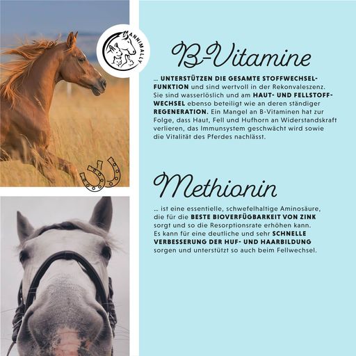 Futterzusatz für Pferde: Biotin Liquid für starke Hufe & glänzendes Fell