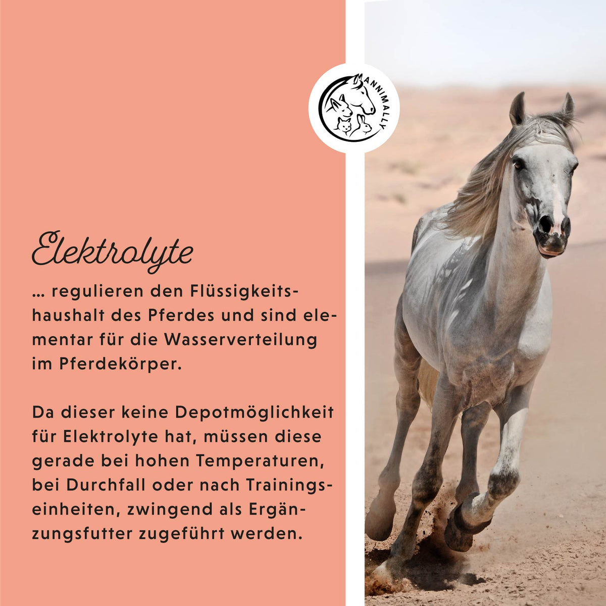 Futterzusatz für Pferde: Elektrolyte Liquid für den Mineralhaushalt