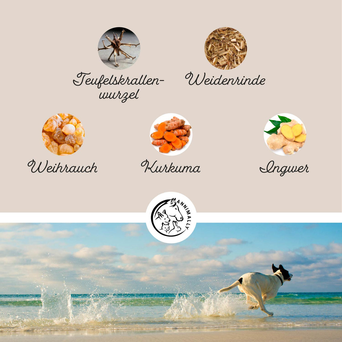 Gelenkpulver – Infografik zu Teufelskralle, Weidenrinde, Weihrauch, Kurkuma und Ingwer, Hund am Strand