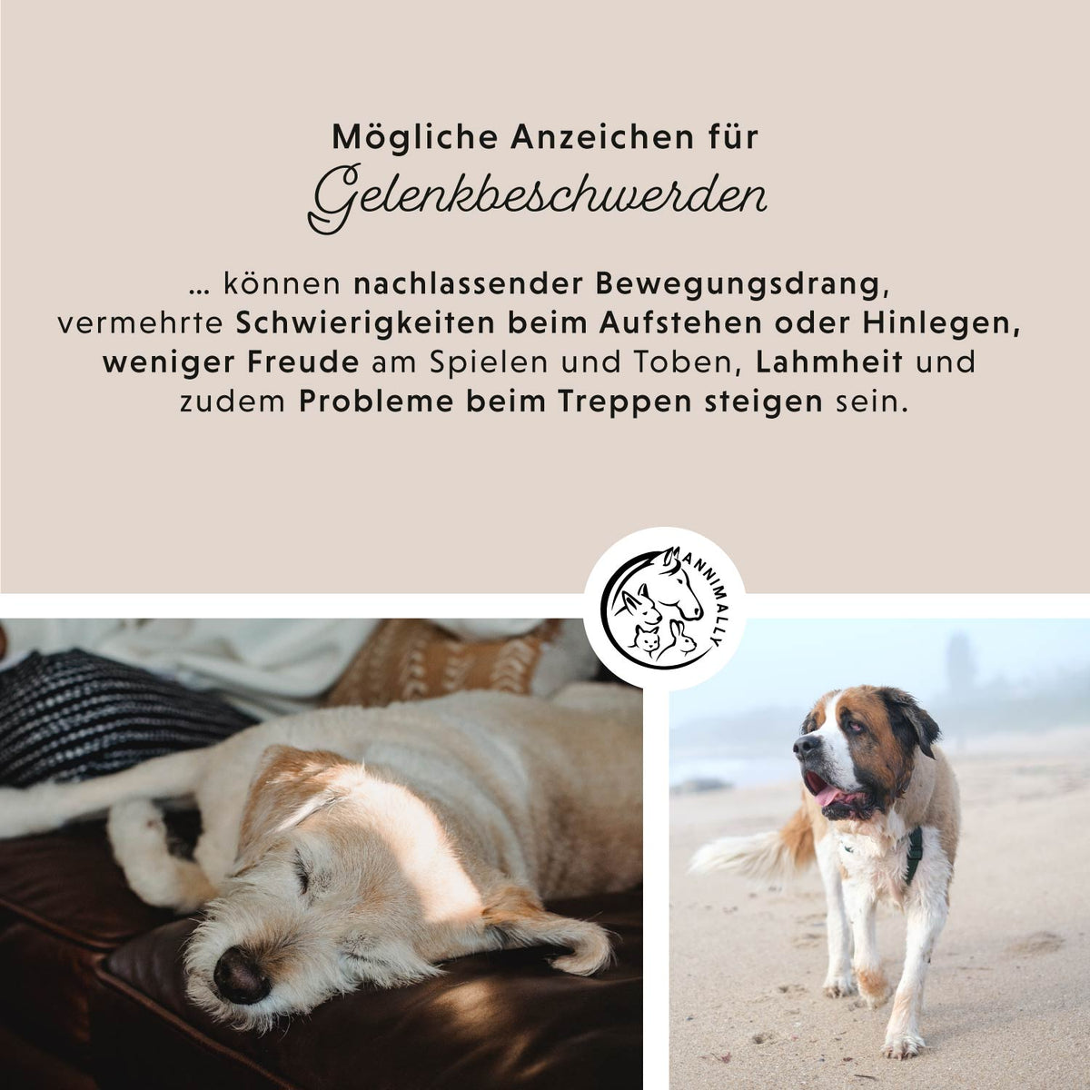 Gelenkpulver – liegende Hunde mit Infotext zu Anzeichen im Alltag