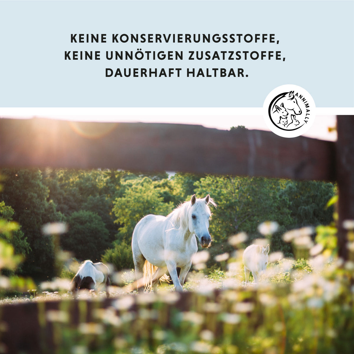 Hufsalbe Exklusiv für Pferde – Tierpflege mit Lorbeeröl für gesunde Hufe | Annimally