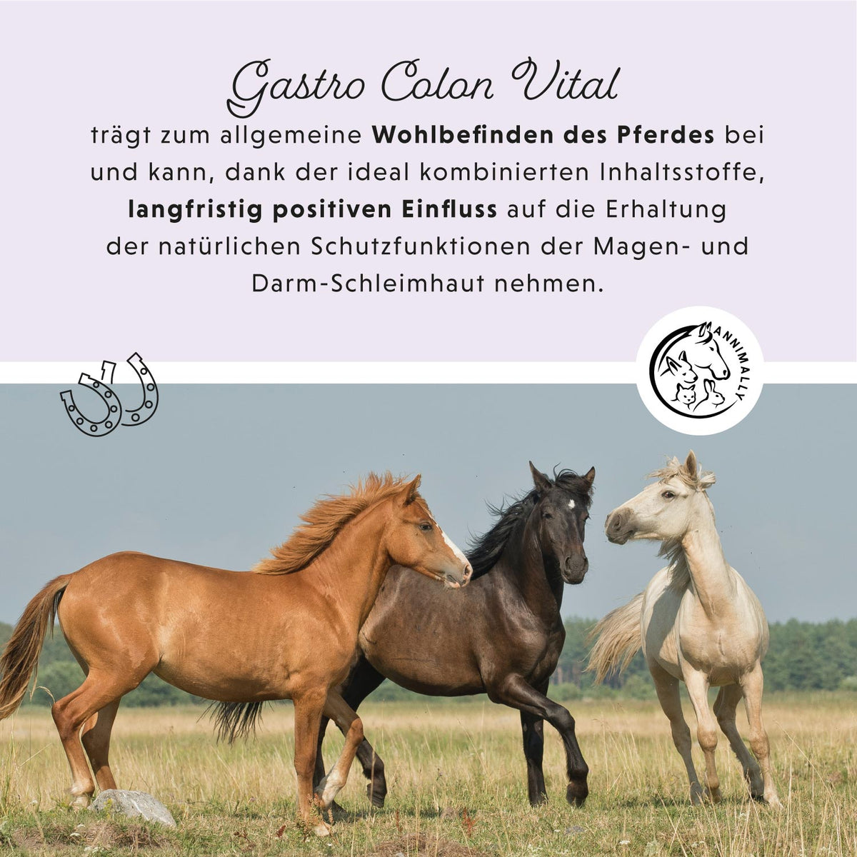 Magen-Darm Liquid – Futtertopping für Pferde