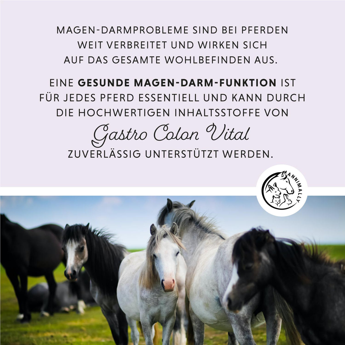 Magen-Darm Liquid – Futterzusatz für Pferde