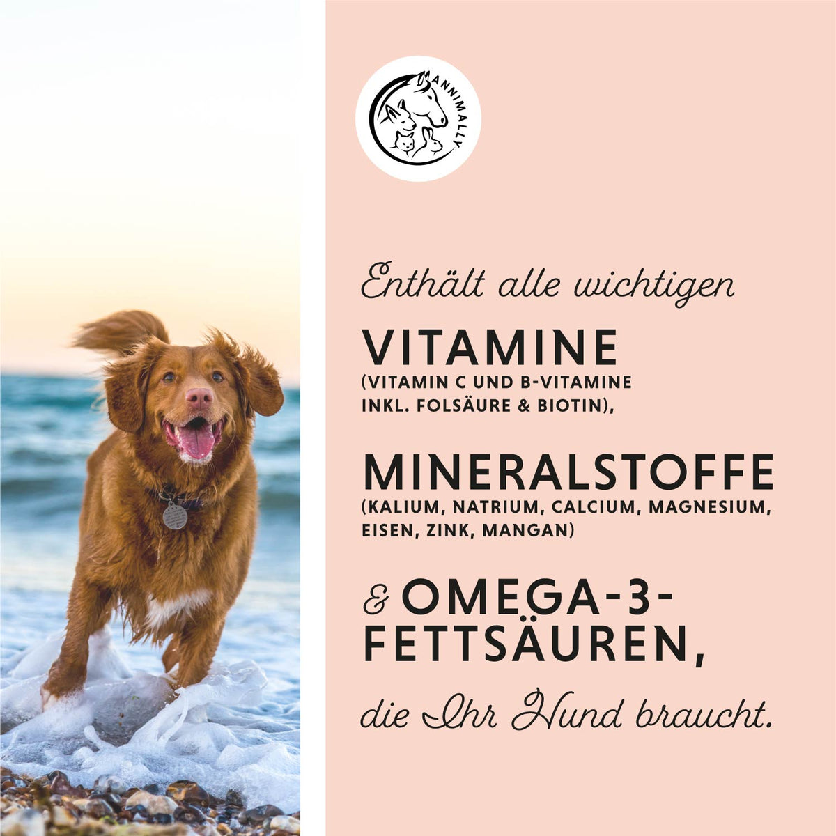 Natur-Box mit natürlichen Wirkstoffen – Set mit Futterzusätzen für Hunde