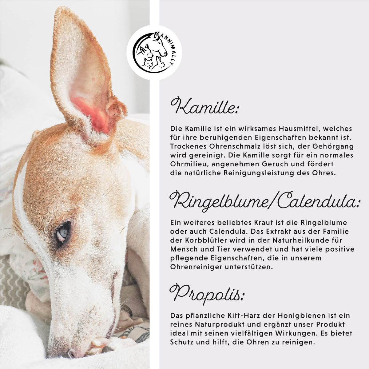 Ohrenreiniger – Pflegeprodukt für Hunde, Katzen, Pferde & Kleintiere