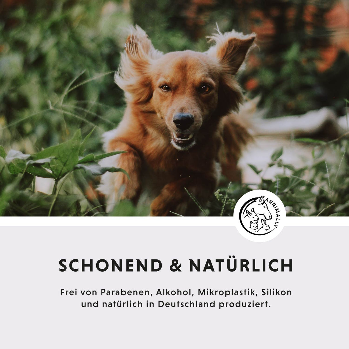 Ohrenreiniger – Tierpflege für Hunde, Katzen, Pferde & Kleintiere