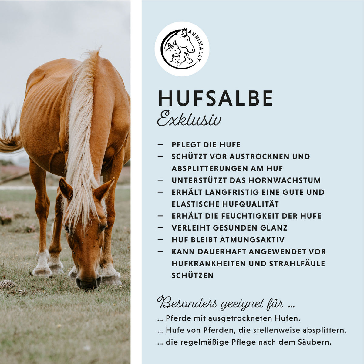 Tierpflege für Pferde: Hufsalbe Exklusiv mit Lorbeeröl für gesunde Hufe