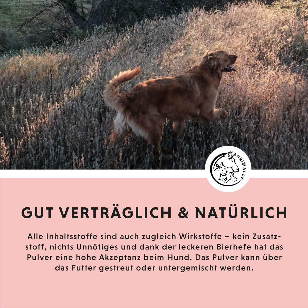 Zec McWeg für natürlichen Zeckenschutz von innen – Futterzusatz für Hunde