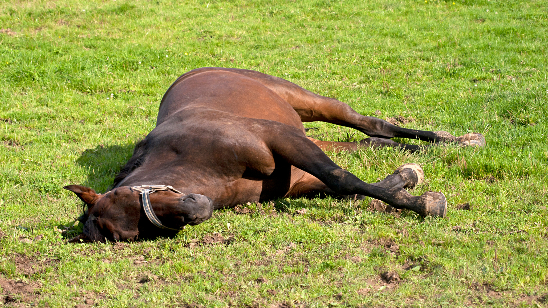 Kolik bei Pferden – Ursachen, Symptome und was Du im Notfall tun kannst