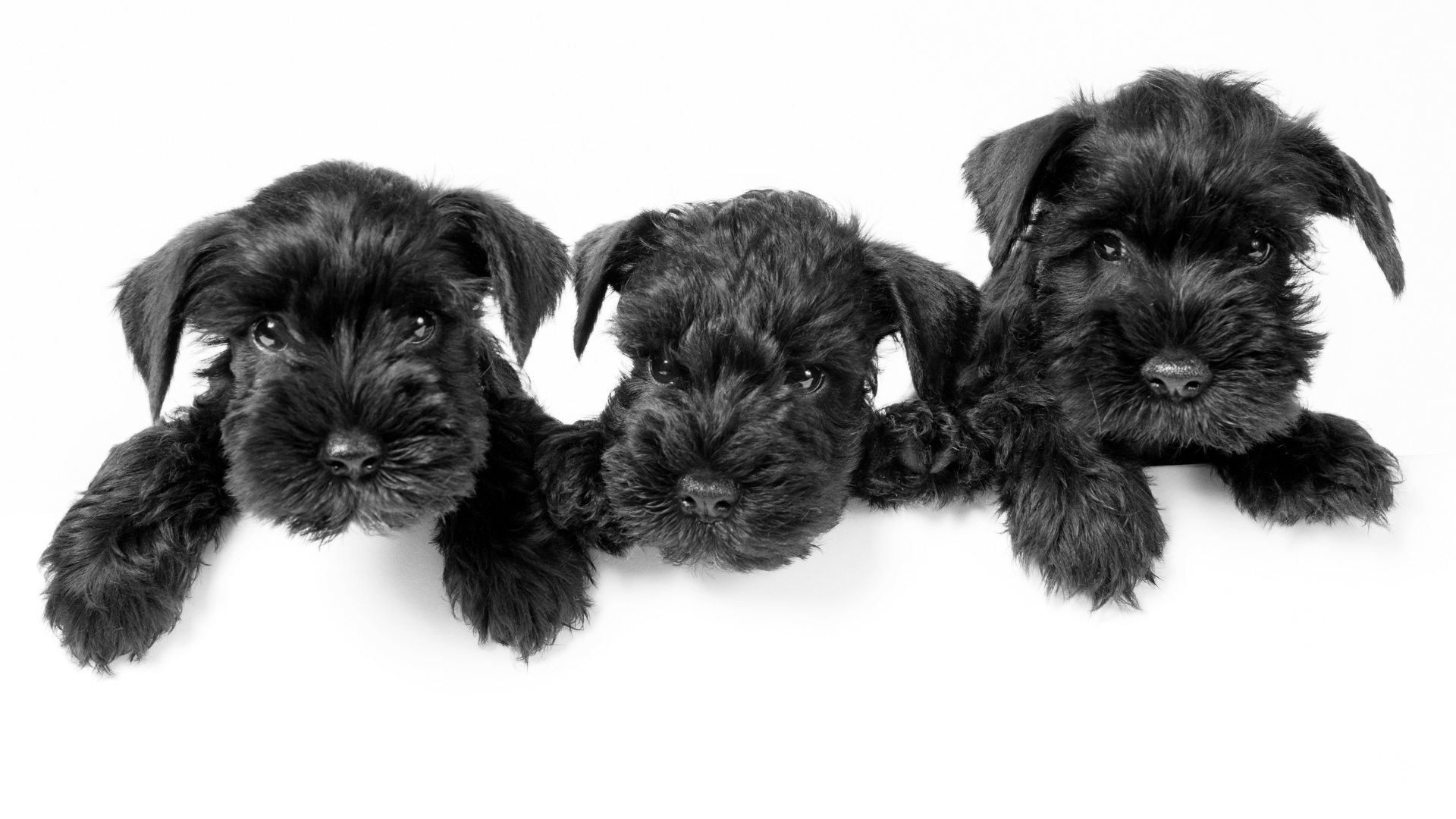 Kleine Hunderassen, die nicht haaren: Dein perfekter Begleiter ohne Haarchaos