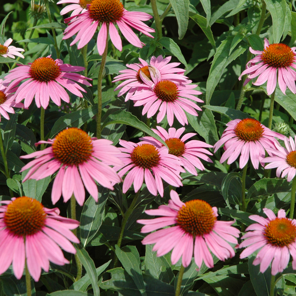 Echinacea für Pferde – Natürliche Unterstützung für ein starkes Immunsystem