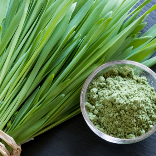 Gerstengras für Pferde: Natürliche Vitalität mit wertvollen Nährstoffen
