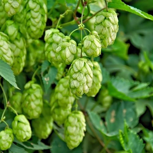 Hopfen für Pferde: Natürliche Unterstützung für Ruhe und Verdauung
