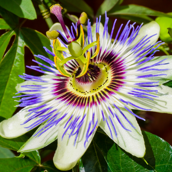 Passionsblume für Pferde: Natürliche Unterstützung für Ruhe und Gelassenheit