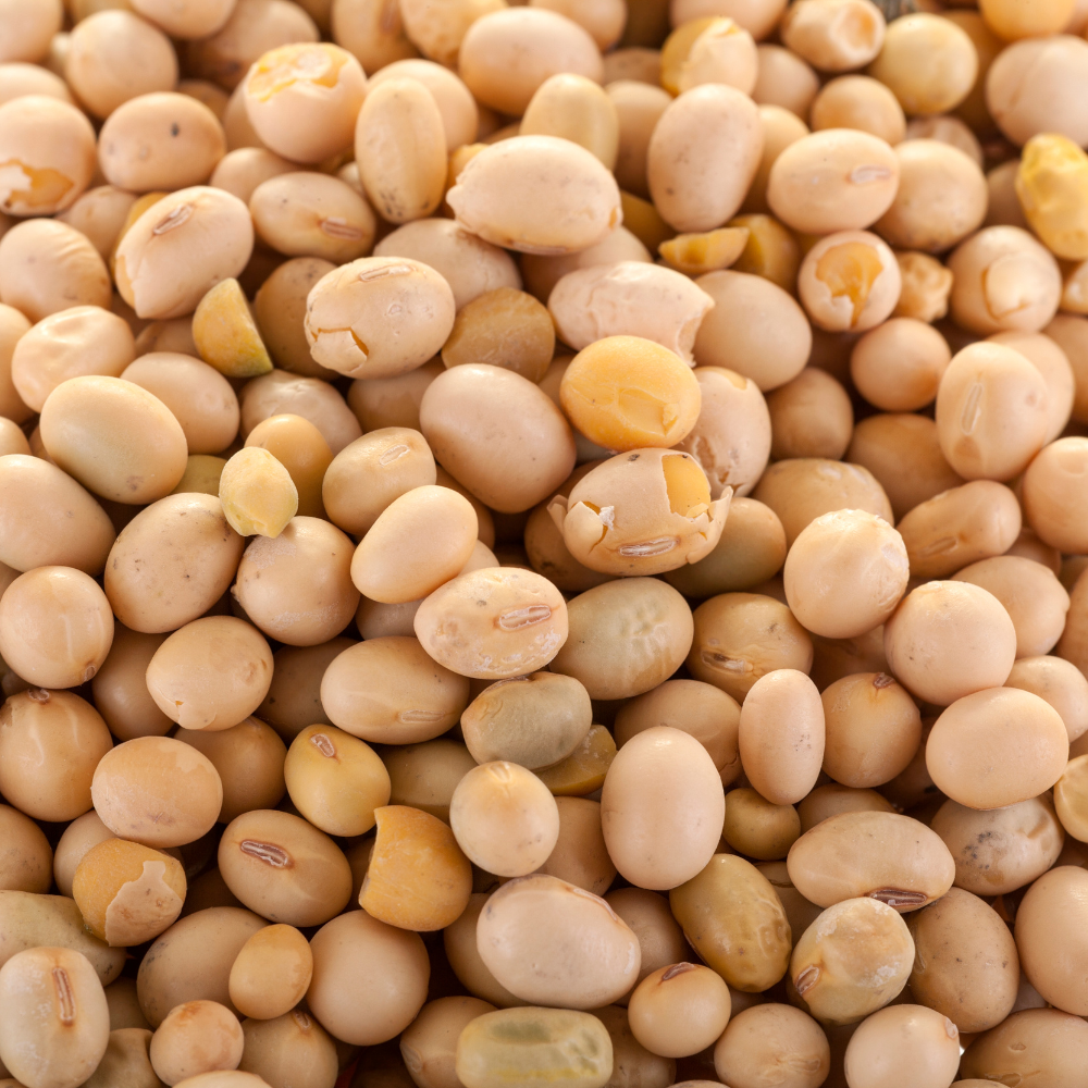 Sojaprotein fürs Pferd – Sinnvolle Eiweißquelle oder riskante Zutat?