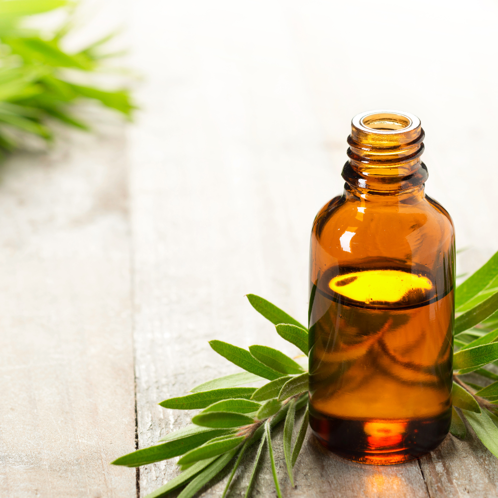 Teebaumöl für Hunde: Anwendung, Vorsichtsmaßnahmen und Tipps für Hundehalter