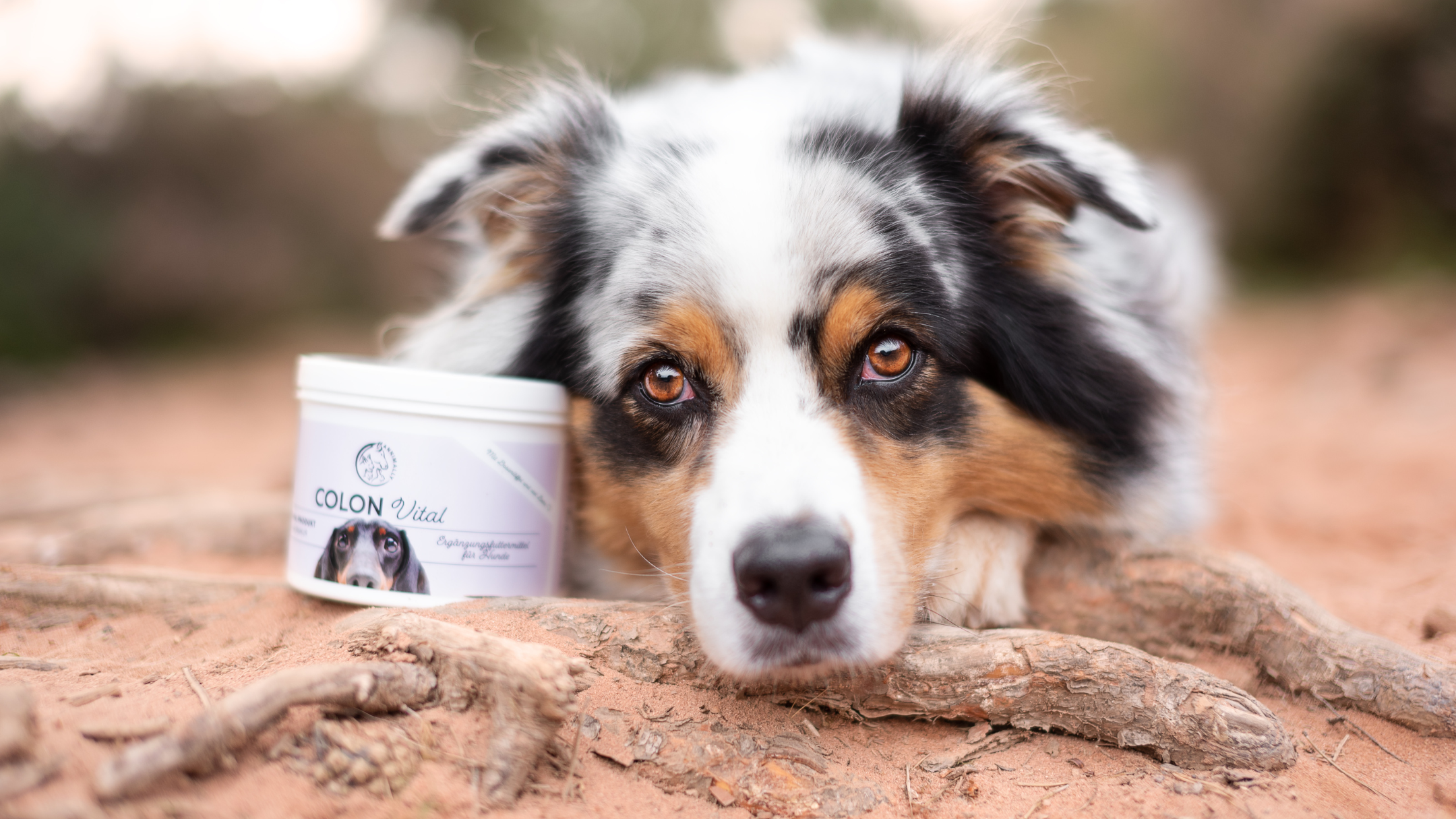 Magen & Darm bei Hunden