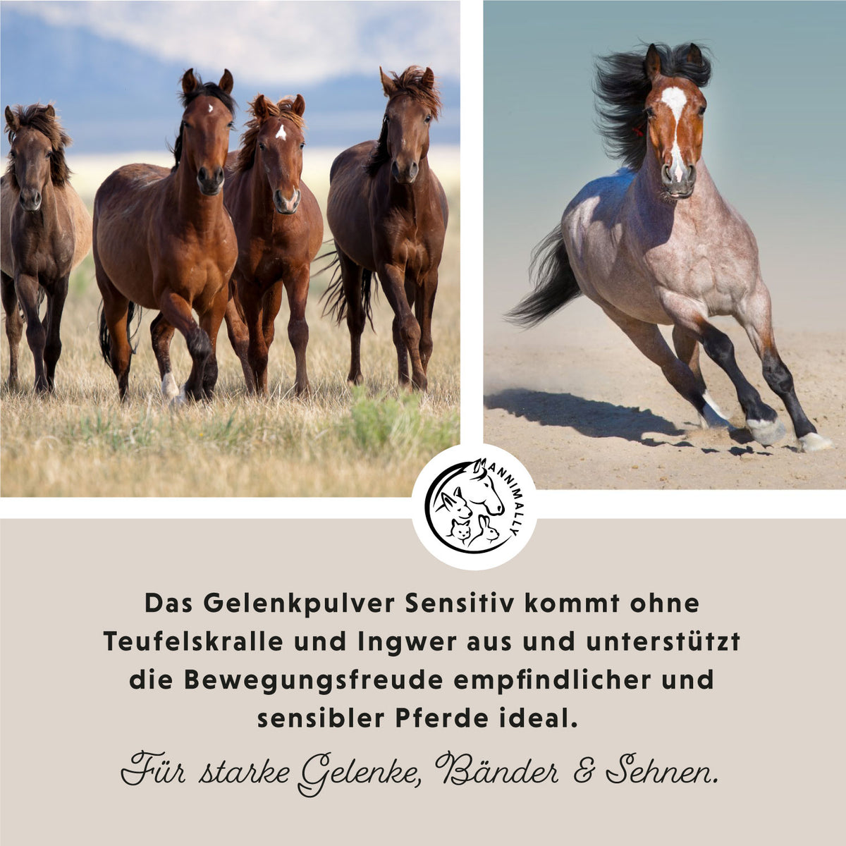 Bewegungsfreude Sensitiv für Gelenke & Bewegung – Futterzusatz für Pferde