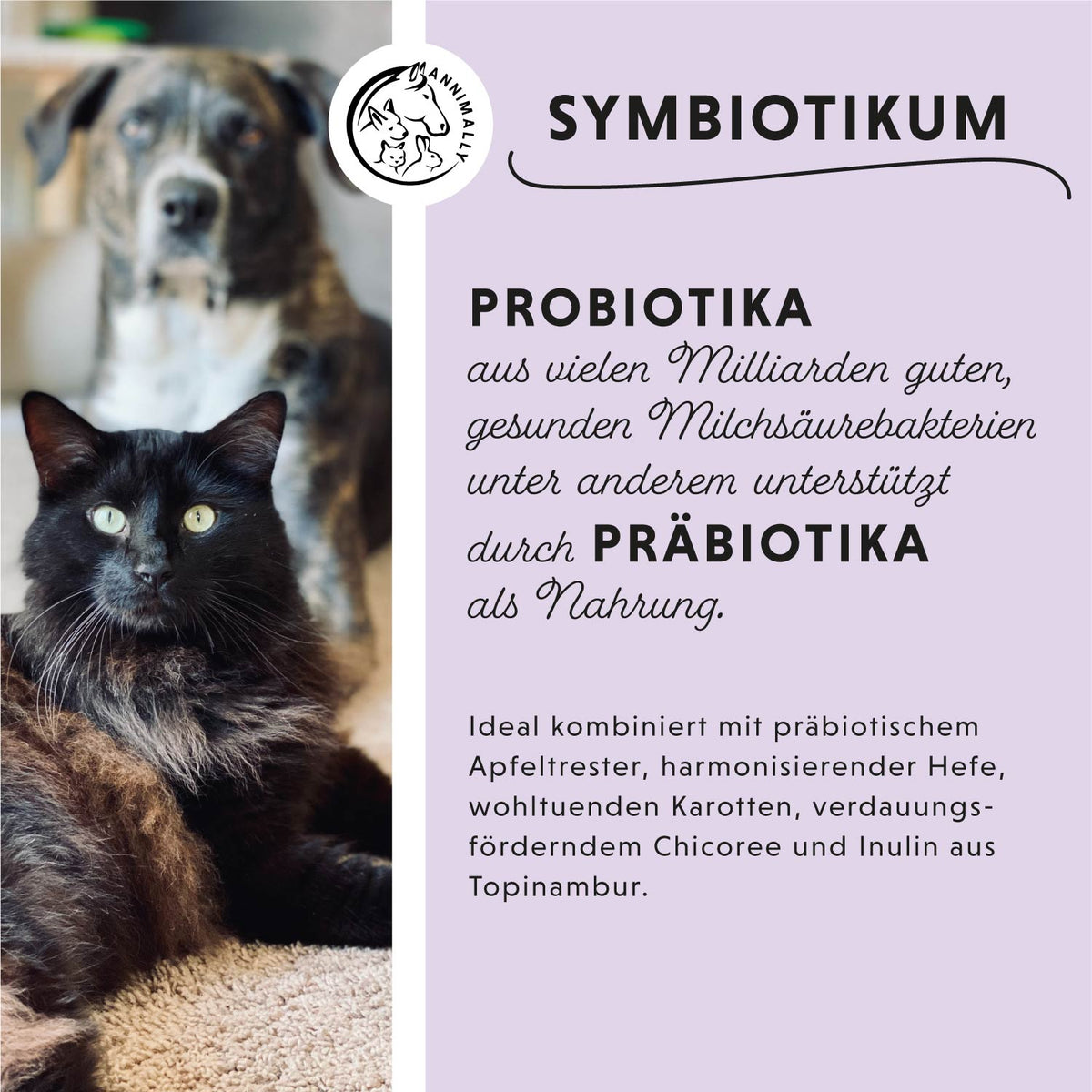Colon Vital Pulver für Hunde – Futterergänzung für eine gesunde Darmflora | Annimally