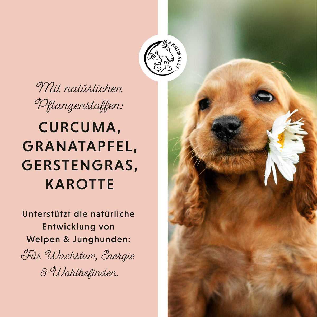 Dog‘s Daily Junior – Futterergänzung für Welpen & Junghunde | Annimally