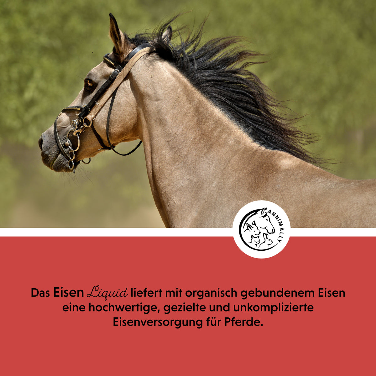 Eisen Liquid – Futterzusatz für Pferde