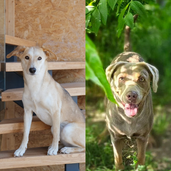 Frieda & Coco, Feel-Good-Managerinnen bei Annimally