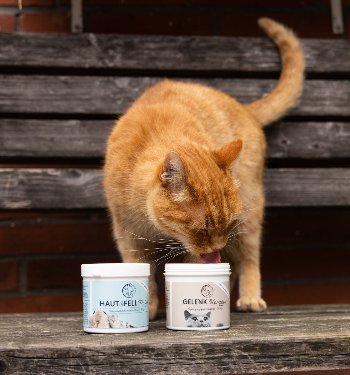 Futterzusätze für Katzen – Katze mit Annimally Futtertopping