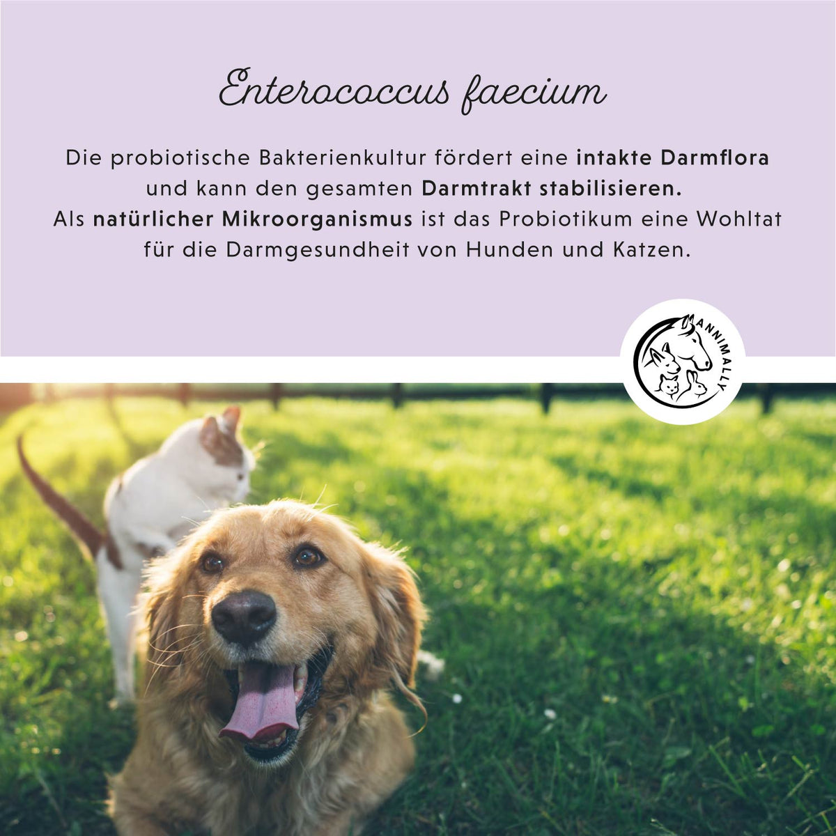 Futterzusatz für Hunde: Colon Vital Pulver für eine gesunde Darmflora